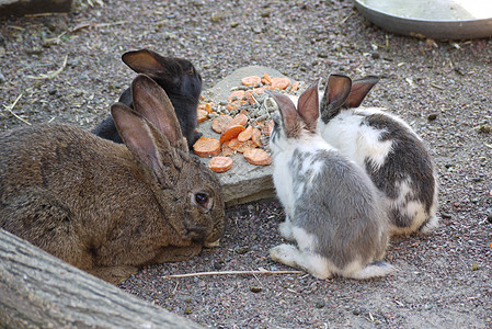 可爱多彩的兔子在动物园访客面前吃胡萝卜和其他蔬菜图片