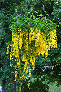 高高的灌木丛 以弹弓形状的尾巴 花朵盛开 黄花铃图片