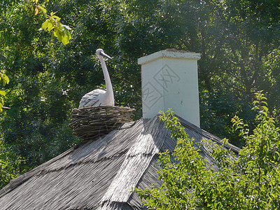 屋顶上烟雾附近的一个螺旋巢中装饰性鸟图片