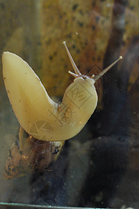 离开家寻找食物的蜗牛的皮肤颜色 在玻璃上爬来爬去 竖起喇叭图片