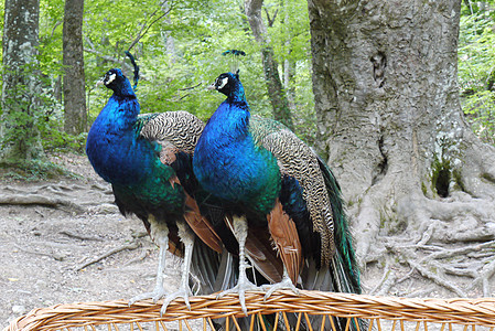 两只美丽的蓝毛孔雀 雄鸟坐在树旁公园的圆篮子上图片
