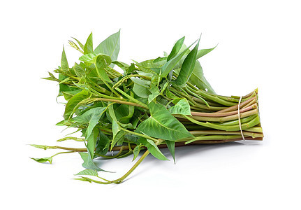 白底孤立于白色背景的水菠菜搅拌食物菠菜烹饪盘子叶子蔬菜沙拉美食辣椒图片