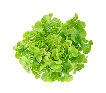 白色上孤立的新鲜绿色生菜叶叶冰山营养食物莴苣团体农业蔬菜长叶厨房饮食图片