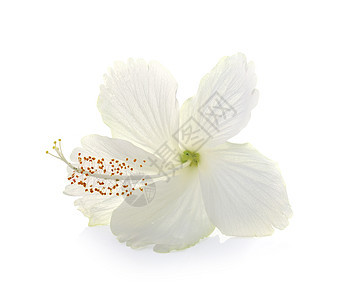 白色的美丽鲜花被孤立生日叶子礼物花园菊花花瓣季节植物花束园艺图片