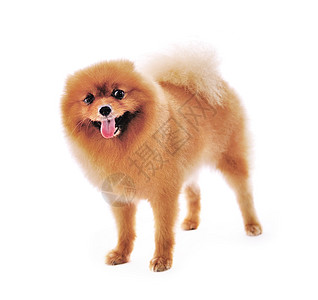 波美拉尼安史匹兹狗 白色背景的肖像快乐小狗棕色幼兽动物宠物橙子图片