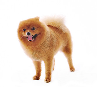 波美拉尼安史匹兹狗 白色背景的肖像橙子快乐宠物幼兽动物小狗棕色图片