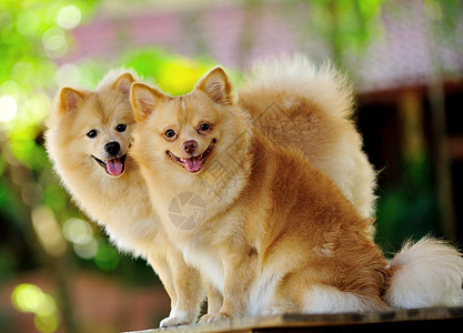 波梅拉尼亚斯皮兹狗快乐宠物动物橙子小狗幼兽棕色图片