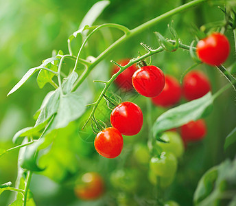 新红番茄的紧贴 树苗上还有新鲜红番茄图片