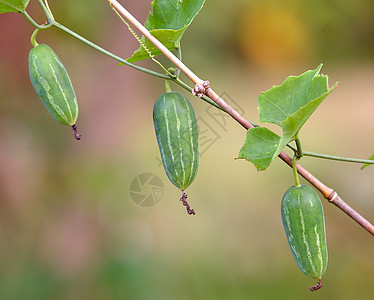 Ivy Gourd或Coccina 格兰迪斯食物叶子植物水果白色蔬菜花园球菌草本植物绿色图片