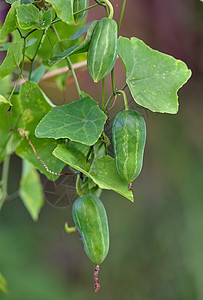 Ivy Gourd或Coccina 格兰迪斯叶子葫芦食品白色生产水果蔬菜花园食物草本植物图片