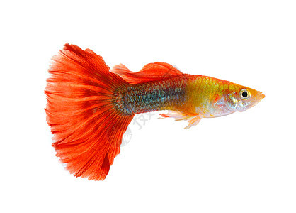 在白色背景上孤立的鱼宏观黄色红色动物游泳水族馆金子绿色蓝色宠物图片