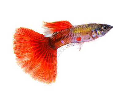 在白色背景上孤立的鱼宏观宠物蓝色动物尾巴热带金子游泳红色水族馆图片