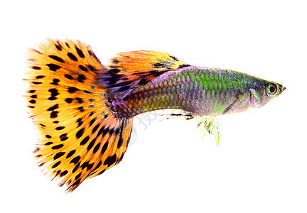 在白色背景上孤立的鱼绿色红色动物蓝色金子运动水族馆热带尾巴游泳图片