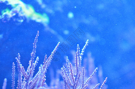 紫状蓝水中的细粉色藻类图片