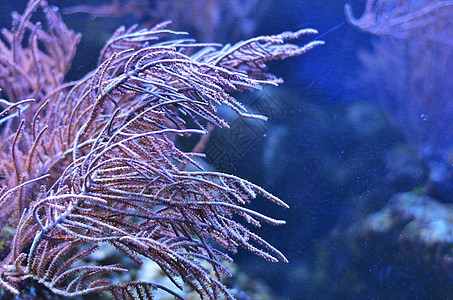 珊瑚粉深水中石块中的粉密稠密藻类背景
