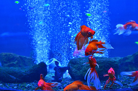 无鱼戏在莲间红(金)鱼在石块间深水族馆中背景