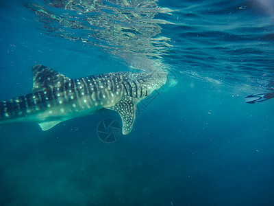 在奥斯陆市附近与鲸鲨在海中游泳的游客b蓝色太阳动物生活反射鲨鱼旅游野生动物假期海洋图片