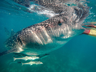 在奥斯陆市附近与鲸鲨在海中游泳的游客b荒野反射女士鲨鱼潜水蓝色生活动物身体太阳图片