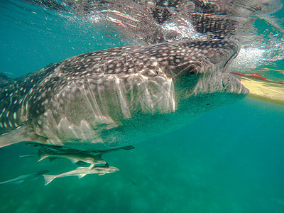 在奥斯陆市附近与鲸鲨在海中游泳的游客b荒野旅行动物情调身体生活濒危潜水女士野生动物图片