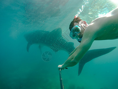 在奥斯陆市附近与鲸鲨在海中游泳的游客b濒危太阳生活假期情调鲨鱼反射旅行海洋热带图片