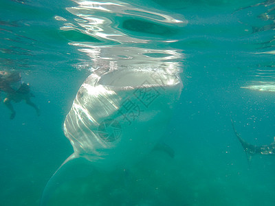 在奥斯陆市附近与鲸鲨在海中游泳的游客b海洋身体情调濒危活动太阳假期野生动物浮潜生活图片