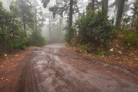 在阿雷纳斯内格拉斯 特纳里夫 加那利群岛 西班牙的美丽的雾林环境地标乡村季节魔法苔藓荒野小路岩石薄雾图片
