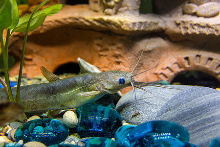 淡水水族馆的麻草头部图片