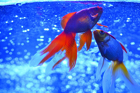 两条有红色尾巴的银鱼漂浮在海面上图片