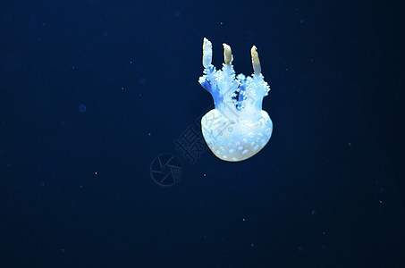 一只白色水母 有大触角的白水母向下漂浮图片