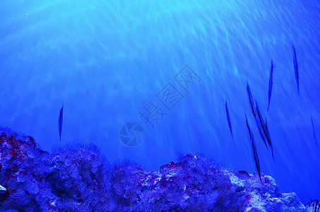 小型长鱼在清水中漂浮海洋海景海绵野生动物藻类浅滩石头气泡鲨鱼潜水图片