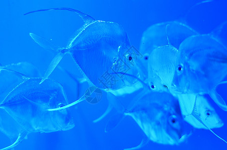银色 几乎透明的鱼在水中漂浮图片