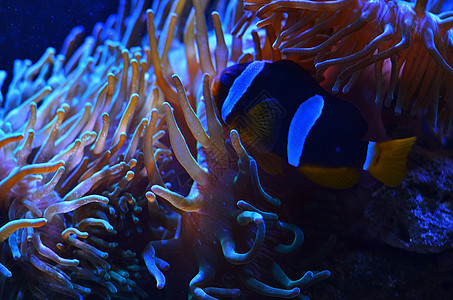 带条鱼漂浮在水中的粉红珊瑚中潜水藻类海藻世界障碍盐水野生动物气泡蓝色水族馆图片