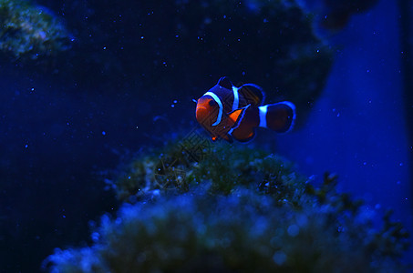 小丑鱼漂浮在石头中呼吸管鳗鱼鲨鱼野生动物珊瑚礁海蜇海绵浅滩世界珊瑚图片