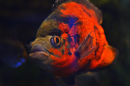 一只深水中漂浮着大眼睛的可怕的橙子鱼图片