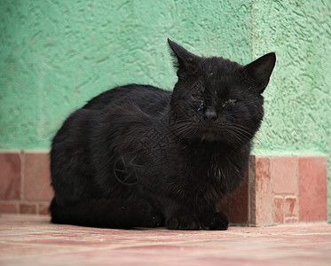 黑公黑公猫坐在绿色墙前的瓷砖上图片