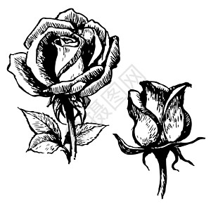 玫瑰和树叶植物绘画花园艺术草图叶子花朵插图图片