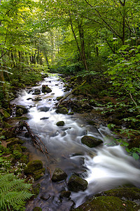 山区河流  流经斯洛文尼亚茂密的绿色森林的溪流山沟旅行小路峡谷石头旅游瀑布荒野远足树干图片