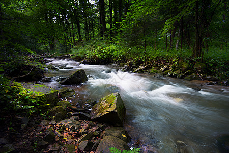 山区河流  流经斯洛文尼亚茂密的绿色森林的溪流急流环境树干绿色植物山沟苔藓旅行峡谷白水踪迹图片