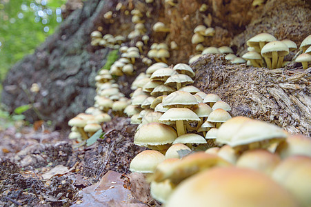 蘑菇营养食物木头蔬菜菌类叶子烹饪宏观植物荒野图片