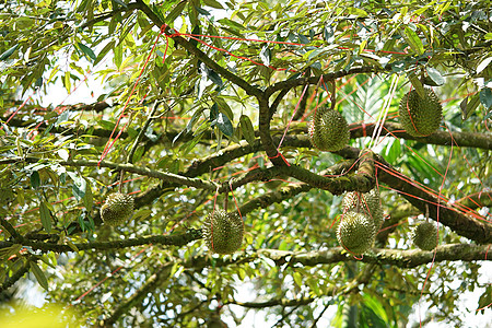 都里安很荣幸成为水果之王 果实生长于楚姆营养国王季节植物花园情调热带黄色食物叶子图片