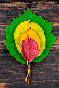 树叶png彩色秋秋的金字塔 木制地板上的顶部视图背景