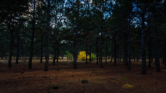 松树秋林中的孤黄橡树图片