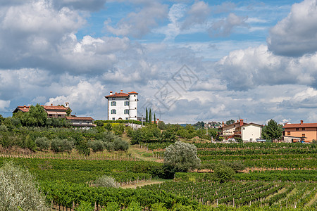 Ceglo村周围有橄榄树和葡萄园地区著名的斯洛文尼亚葡萄酒种植区Zegla也是Zegla图片
