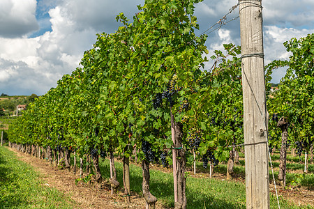 斯洛文尼亚Gorska Brda与一排葡萄藤的葡萄园农村手机旅行植物农业历史性村庄智能建筑学农场图片