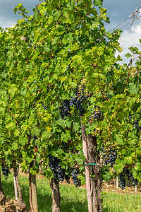 斯洛文尼亚Gorska Brda与一排葡萄藤的葡萄园植物种植园农村国家农场智能手机季节旅游天空图片