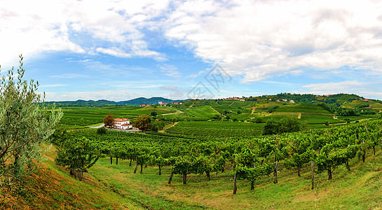 斯洛文尼亚Gorska Brda与一排葡萄藤的葡萄园农场智能国家场地房子农村村庄爬坡历史性建筑图片