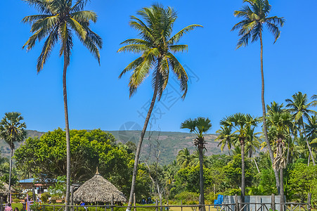 在果阿海滨庆祝圣诞节节假日或新年时 椰子树从远处拍摄的椰子树照片图片