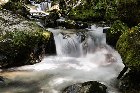 软水河运动液体温泉森林风景苔藓木头荒野植物流动图片