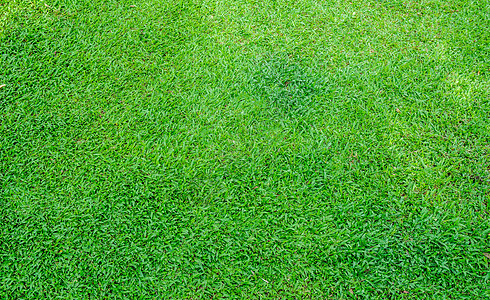 绿绿色草质背景植物运动地面足球沥青竞赛墙纸季节团队院子图片