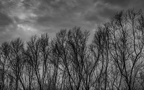在黑暗的戏剧性灰色天空和云彩背景上现出轮廓死树的可怕死亡和和平概念 万圣节那天背景 黑色和白色的艺术和戏剧 绝望和绝望的概念树干图片